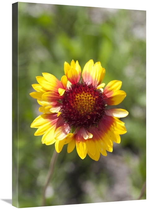 Global Gallery GCS-395467-2030-142 20 x 30 in. Annual Coreopsis Flower