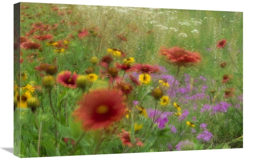 Global Gallery GCS-451998-2030-142 20 x 30 in. Gaillardia, Coreops