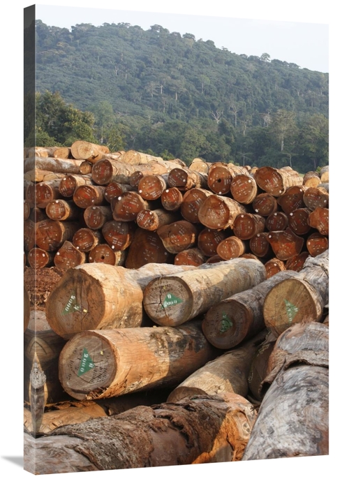 Global Gallery GCS-398091-2436-142 24 x 36 in. Logged Timber From the 
