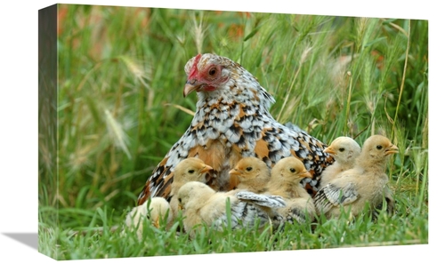 Global Gallery GCS-395371-1218-142 12 x 18 in. Fowl with Chicks Art Pr