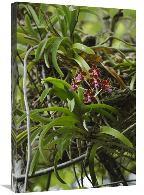 Global Gallery GCS-397542-2030-142 20 x 30 in. Orchid Flowers, Nus