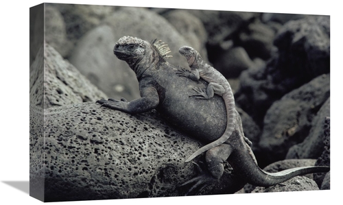 12 x 18 in. Marine Iguana & Juvenile, Galapagos Islands, Ecuad