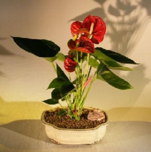 Flowering Red Anthurium ("small talk") Bonsai Tree(anthurium