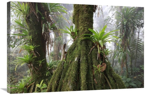 Global Gallery  24 x 36 in. Bromeliad & Tree Fern At 1600 Meters Altit