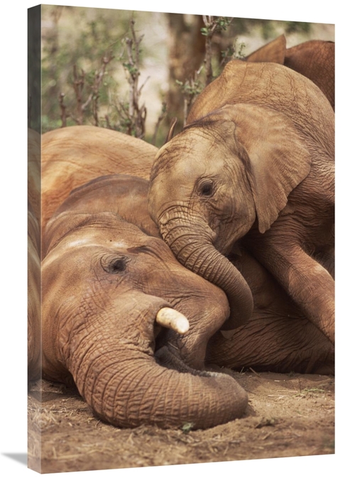 Global Gallery GCS-452961-2030-142 20 x 30 in. Baby Orphan Meeting Ime