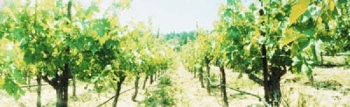 Vineyards in spring  Napa Valley  California  USA Poster Print by  - 3