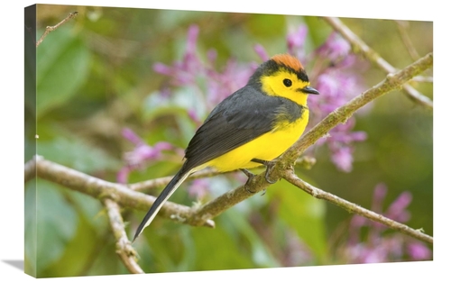 Global Gallery GCS-397266-2030-142 20 x 30 in. Collared Redstart, 