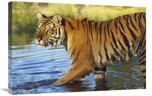 Global Gallery GCS-396382-2030-142 20 x 30 in. Siberian Tiger Walking 