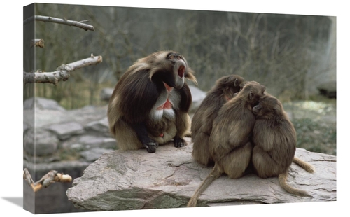 Global Gallery GCS-452311-1624-142 16 x 24 in. Gelada Baboon Group wit