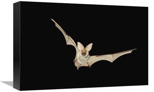 Global Gallery GCS-395725-1218-142 12 x 18 in. Spotted Bat Flying at N