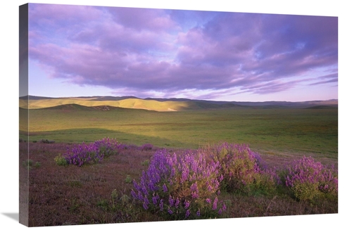 Global Gallery GCS-397132-2030-142 20 x 30 in. Large-Leaved Lupine in 