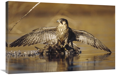 Global Gallery GCS-397025-2436-142 24 x 36 in. Peregrine Falcon Adult 