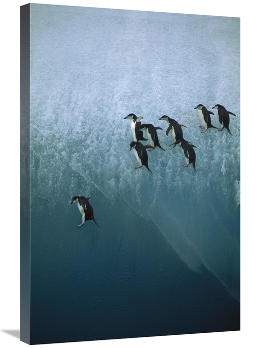 Global Gallery GCS-395906-2030-142 20 x 30 in. Chinstrap Penguins Grou
