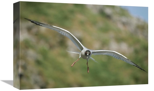 Global Gallery GCS-451267-1218-142 12 x 18 in. Swallow-Tailed Gull Fly