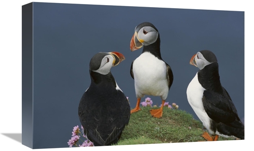 Global Gallery GCS-451773-1218-142 12 x 18 in. Atlantic Puffin Group C