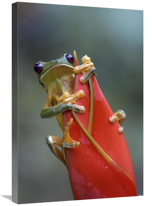 Global Gallery GCS-396167-2030-142 20 x 30 in. Gliding Leaf Frog on He