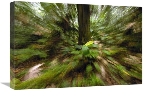 16 x 24 in. Primary Rainforest, Western Slope of Andes Mountains&#