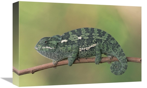 Global Gallery GCS-452985-1218-142 12 x 18 in. Flap-Necked Chameleon&#