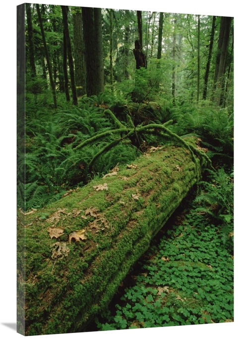 Global Gallery GCS-452831-2436-142 24 x 36 in. Fir Nurse Log in Temper