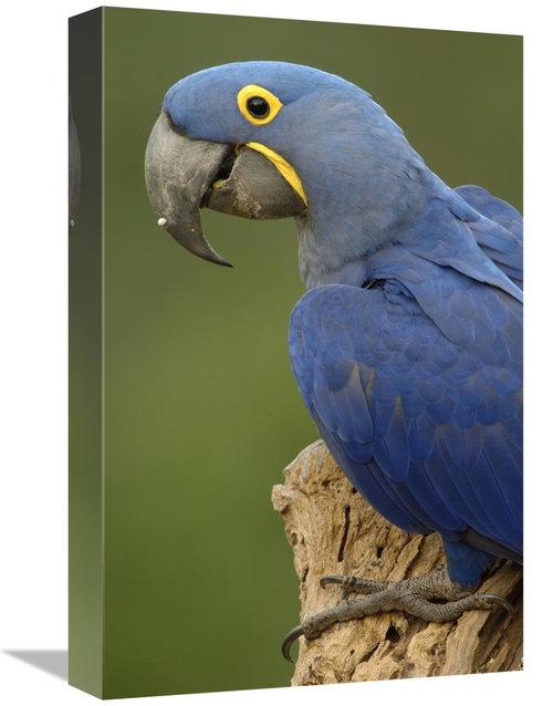 Global Gallery GCS-397922-1218-142 12 x 18 in. Hyacinth Macaw Portrait