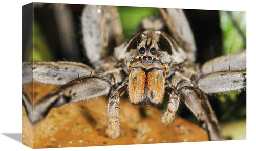 Global Gallery GCS-395547-1218-142 12 x 18 in. Wolf Spider, Mindo&