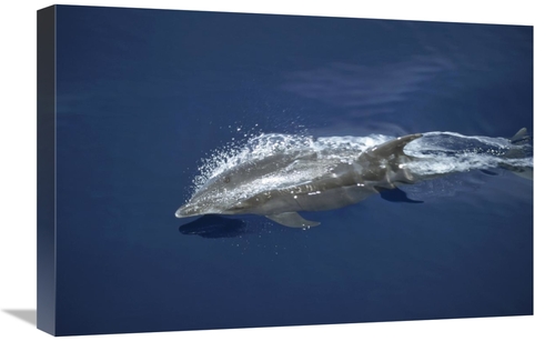 Global Gallery GCS-451197-1624-142 16 x 24 in. Bottlenose Dolphin Leap