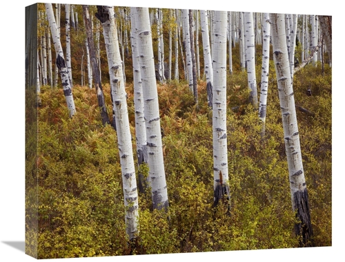 Global Gallery GCS-395983-22-142 22 in. Quaking Aspen Trees in Autumn 