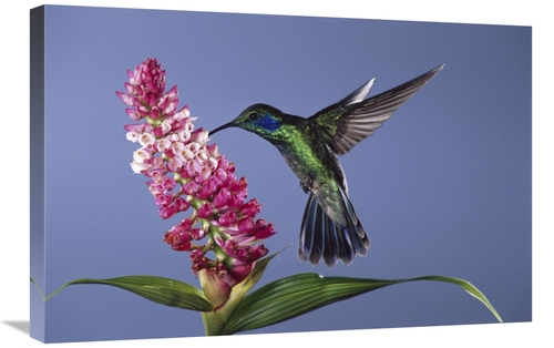 Global Gallery GCS-397251-2030-142 20 x 30 in. Green Violet-Ear Feedin