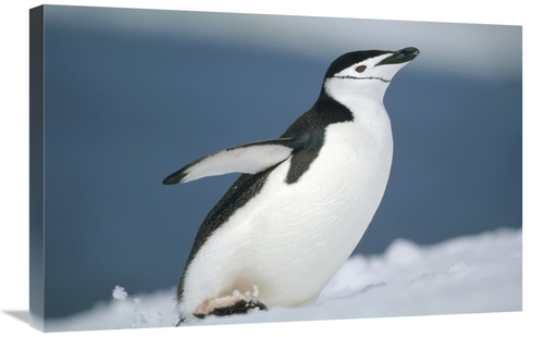 Global Gallery GCS-451288-2030-142 20 x 30 in. Chinstrap Penguin, 