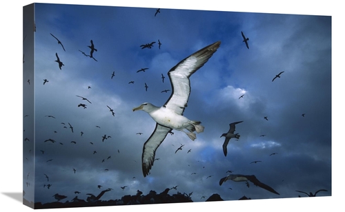 Global Gallery GCS-451680-1624-142 16 x 24 in. Salvins Albatrosses Ret