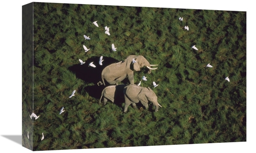 Global Gallery GCS-396800-1218-142 12 x 18 in. African Elephant Parent