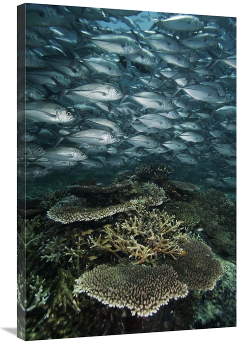 Global Gallery GCS-453562-2436-142 24 x 36 in. Bigeye Trevally Schooli