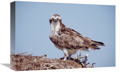 Global Gallery GCS-396431-1218-142 12 x 18 in. Osprey Adult Perching o