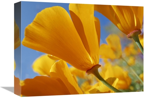 Global Gallery GCS-452253-1216-142 12 x 16 in. California Poppy Flower