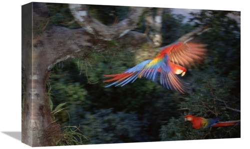 Global Gallery GCS-451498-1218-142 12 x 18 in. Scarlet Macaw Flying in