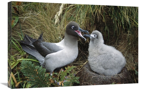 Global Gallery GCS-451600-2030-142 20 x 30 in. Light-Mantled Albatross