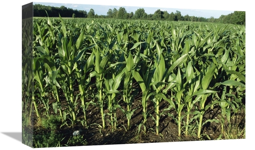 Global Gallery GCS-452574-1218-142 12 x 18 in. Maize Field, Compri