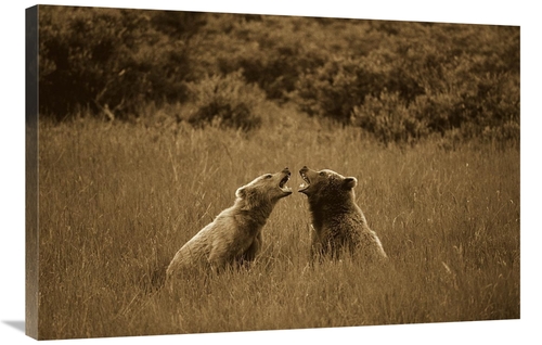 Global Gallery GCS-453697-2436-142 24 x 36 in. Grizzly Bears Sparring&