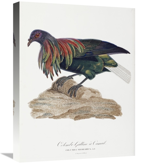 Global Gallery GCS-268195-22-142 22 in. Columba Nicobarica Art Print -