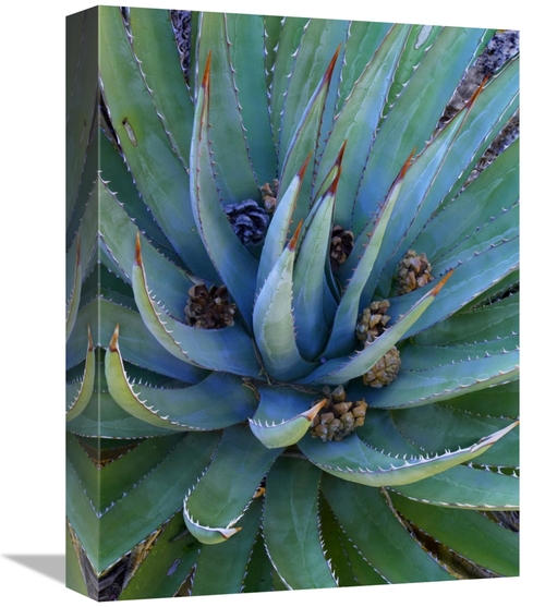 Global Gallery GCS-396181-1216-142 12 x 16 in. Agave Plants with Pine 