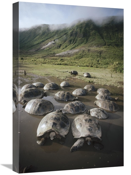 Global Gallery GCS-451323-1624-142 16 x 24 in. Galapagos Giant Tortois