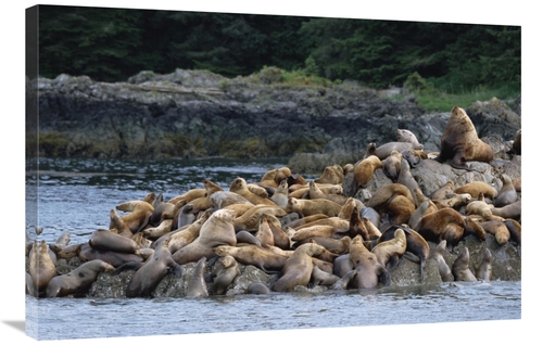 Global Gallery GCS-452542-2436-142 24 x 36 in. Stellers Sea Lions Cong