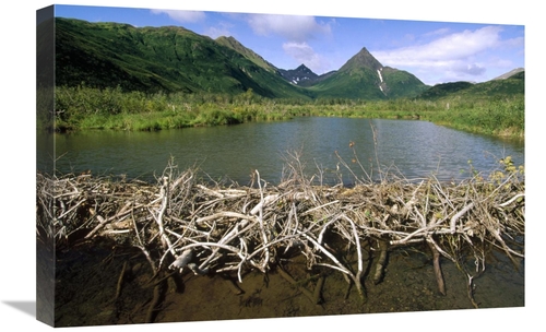 Global Gallery GCS-452889-1624-142 16 x 24 in. American Beaver Dam&#44