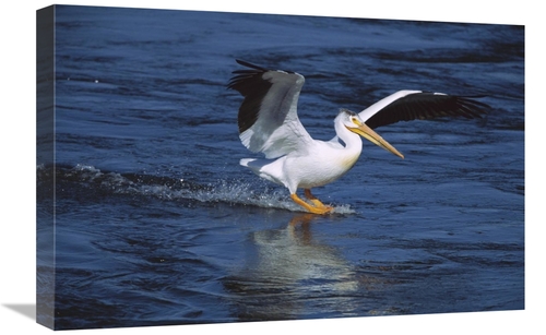 Global Gallery GCS-453324-1624-142 16 x 24 in. American White Pelican 