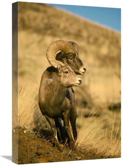 Global Gallery GCS-451861-1624-142 16 x 24 in. Bighorn Sheep Pair,