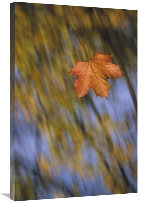 Global Gallery GCS-452404-2436-142 24 x 36 in. Falling Maple Leaf,