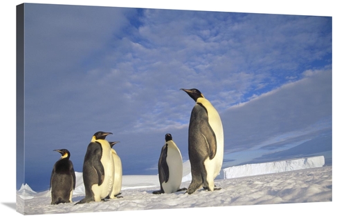 24 x 36 in. Emperor Penguin Group, Kloa Point, Edward VIii Gul