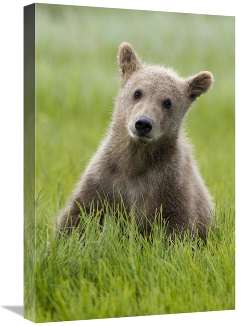 Global Gallery GCS-395455-1624-142 16 x 24 in. Grizzly Bear Yearling C