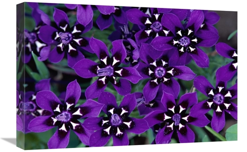 Global Gallery GCS-397240-1624-142 16 x 24 in. Painted Petal Spring Fl