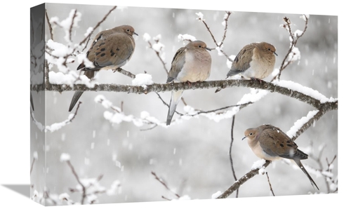 Global Gallery GCS-397600-1218-142 12 x 18 in. Mourning Dove Group in 